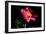 Pink Peony IV-Tammy Putman-Framed Photographic Print