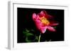 Pink Peony IV-Tammy Putman-Framed Photographic Print