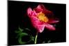 Pink Peony IV-Tammy Putman-Mounted Photographic Print