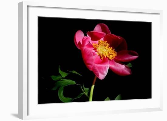 Pink Peony IV-Tammy Putman-Framed Photographic Print