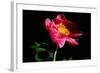 Pink Peony IV-Tammy Putman-Framed Photographic Print