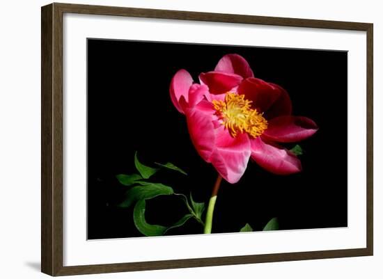 Pink Peony IV-Tammy Putman-Framed Photographic Print