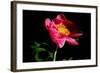 Pink Peony IV-Tammy Putman-Framed Photographic Print