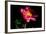 Pink Peony IV-Tammy Putman-Framed Photographic Print