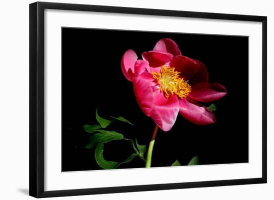 Pink Peony IV-Tammy Putman-Framed Photographic Print