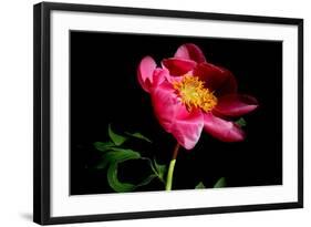 Pink Peony IV-Tammy Putman-Framed Photographic Print