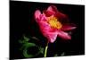 Pink Peony IV-Tammy Putman-Mounted Photographic Print