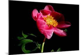 Pink Peony IV-Tammy Putman-Mounted Photographic Print