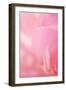 Pink Peony IV-Karyn Millet-Framed Photographic Print