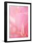 Pink Peony IV-Karyn Millet-Framed Photographic Print