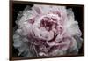 Pink Peony Passion I-Irena Orlov-Framed Art Print