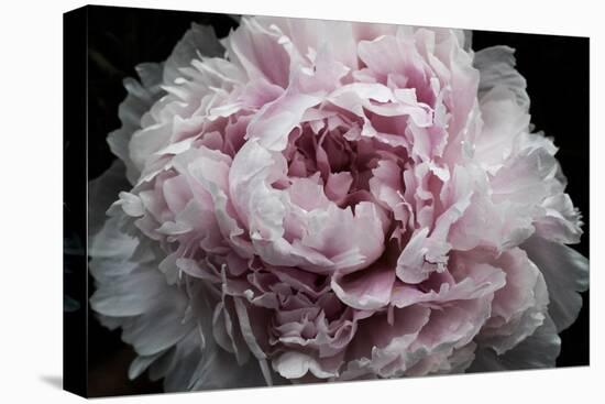 Pink Peony Passion I-Irena Orlov-Stretched Canvas