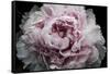 Pink Peony Passion I-Irena Orlov-Framed Stretched Canvas