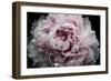 Pink Peony Passion I-Irena Orlov-Framed Art Print