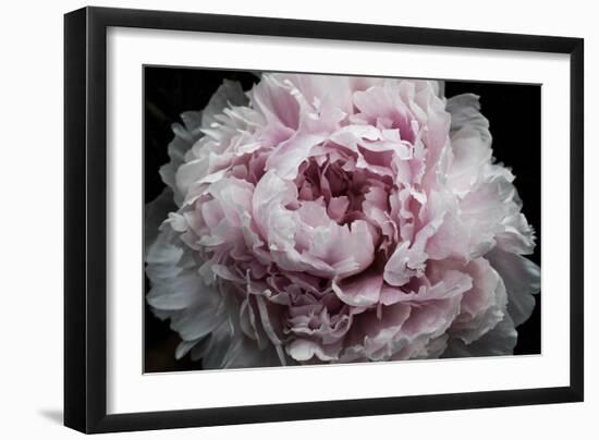 Pink Peony Passion I-Irena Orlov-Framed Art Print