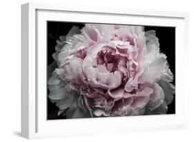 Pink Peony Passion I-Irena Orlov-Framed Art Print