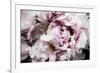 Pink Peony Passion II-Irena Orlov-Framed Art Print