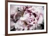 Pink Peony Passion II-Irena Orlov-Framed Art Print