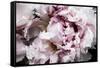 Pink Peony Passion II-Irena Orlov-Framed Stretched Canvas