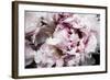 Pink Peony Passion II-Irena Orlov-Framed Art Print