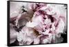 Pink Peony Passion II-Irena Orlov-Framed Stretched Canvas