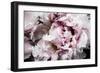 Pink Peony Passion II-Irena Orlov-Framed Art Print