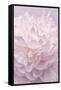 Pink Peony Petals I-Cora Niele-Framed Stretched Canvas