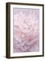 Pink Peony Petals I-Cora Niele-Framed Photographic Print