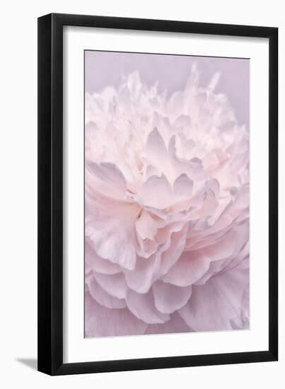 Pink Peony Petals I-Cora Niele-Framed Photographic Print