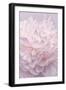 Pink Peony Petals I-Cora Niele-Framed Photographic Print