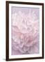 Pink Peony Petals I-Cora Niele-Framed Photographic Print