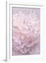 Pink Peony Petals I-Cora Niele-Framed Photographic Print