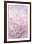 Pink Peony Petals I-Cora Niele-Framed Photographic Print