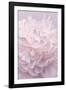 Pink Peony Petals I-Cora Niele-Framed Photographic Print