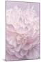 Pink Peony Petals I-Cora Niele-Mounted Photographic Print