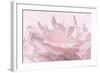 Pink Peony Petals III-Cora Niele-Framed Photographic Print