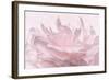 Pink Peony Petals III-Cora Niele-Framed Photographic Print