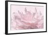 Pink Peony Petals III-Cora Niele-Framed Photographic Print