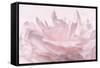 Pink Peony Petals III-Cora Niele-Framed Stretched Canvas