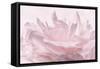 Pink Peony Petals III-Cora Niele-Framed Stretched Canvas