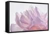 Pink Peony Petals VI-Cora Niele-Framed Stretched Canvas