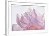 Pink Peony Petals VI-Cora Niele-Framed Photographic Print