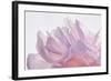 Pink Peony Petals VI-Cora Niele-Framed Photographic Print