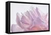 Pink Peony Petals VI-Cora Niele-Framed Stretched Canvas