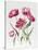 Pink Peony Tulips-Sally Crosthwaite-Stretched Canvas