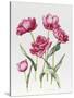 Pink Peony Tulips-Sally Crosthwaite-Stretched Canvas