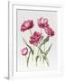 Pink Peony Tulips-Sally Crosthwaite-Framed Giclee Print