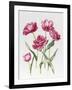 Pink Peony Tulips-Sally Crosthwaite-Framed Giclee Print
