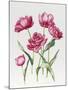Pink Peony Tulips-Sally Crosthwaite-Mounted Giclee Print