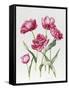 Pink Peony Tulips-Sally Crosthwaite-Framed Stretched Canvas